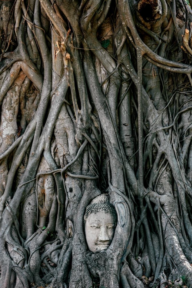 Árbol Buda Meditación Vipassana en México Árbol Buda Meditación Vipassana en México